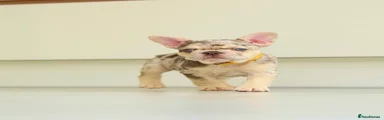 Yellow Collar - Buttercup