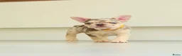 French Bulldog dogs for sale: !! REDUCED !! Beautiful KC Frenchie Puppies  - Advert 9