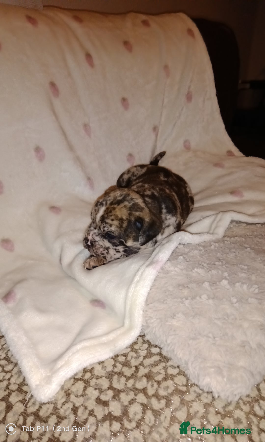 Olde English Bulldogge dogs for sale: Olde English bulldogge puppys - Advert 4