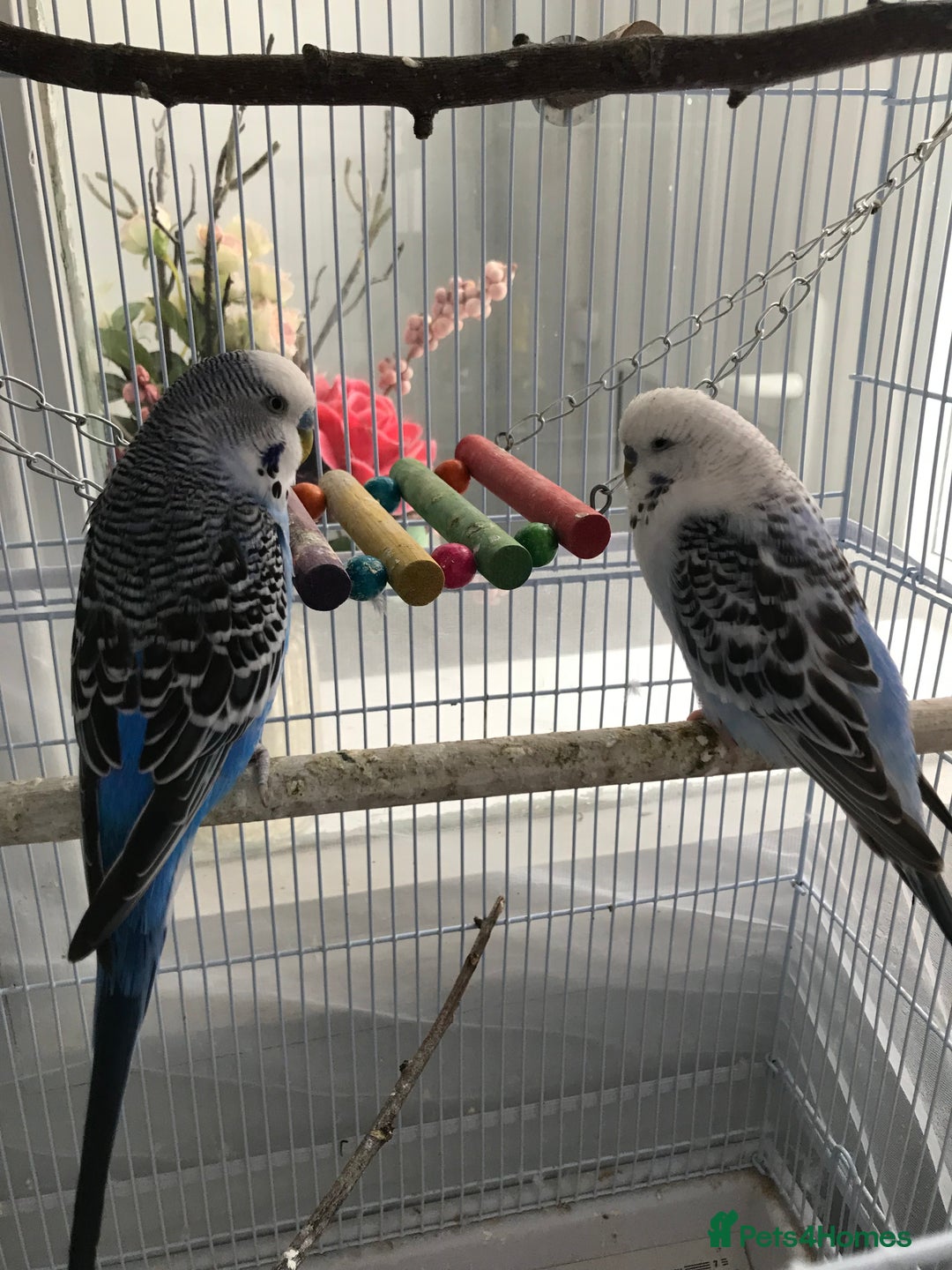 Budgerigars birds for sale: Two budgies for sale - Advert 2