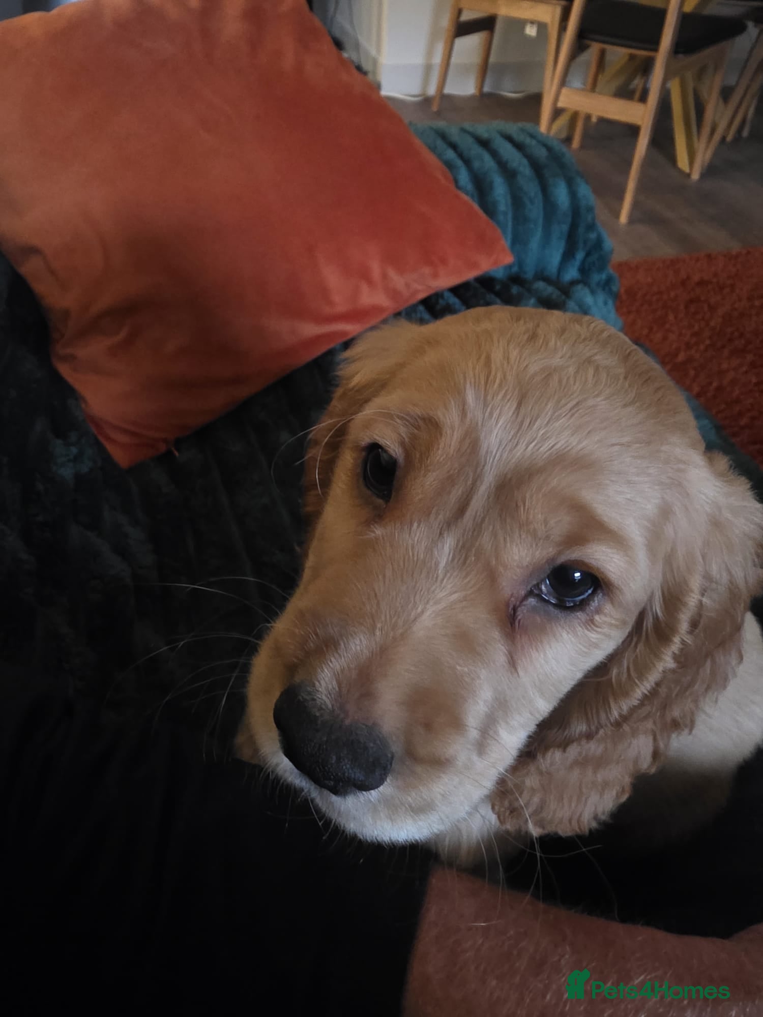 Cocker Spaniel dogs Golden Working Cocker Spaniel Puppy  - Advert 1