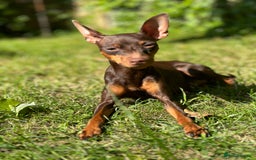 Miniature Pinscher dogs for sale: 4 year old miniature pinscher  - Image 2