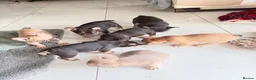 French Bulldog dogs for sale: French Bulldog Puppies Ready for Forever Home - Advert 9