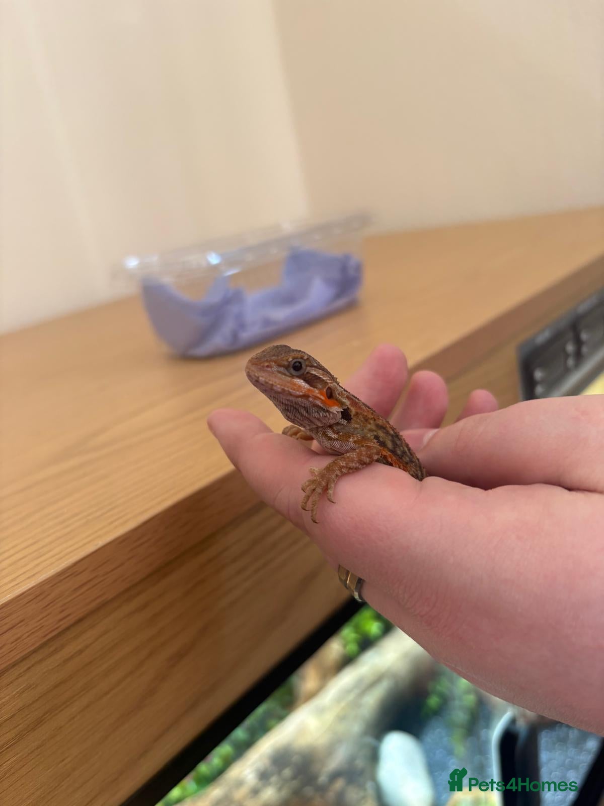 Bearded Dragon reptiles Bearded Dragon and Full Set Up - Roughly 9 Months  - Advert 1