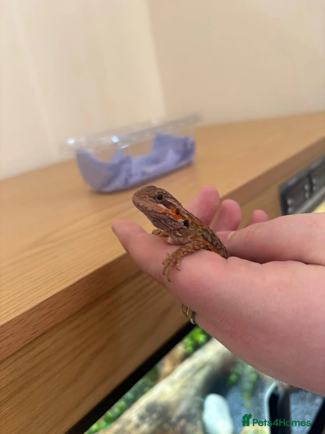 Bearded Dragon reptiles for sale: Bearded Dragon and Full Set Up - Roughly 9 Months  in Wolverhampton - Advert 1