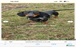 Miniature Dachshund dogs for sale: Stunning litter of miniature dachshund puppies  - Advert 3