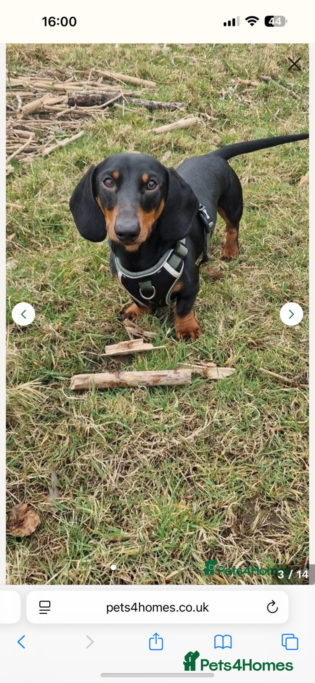 Miniature Dachshund dogs for sale: Stunning litter of miniature dachshund puppies  - Advert 3