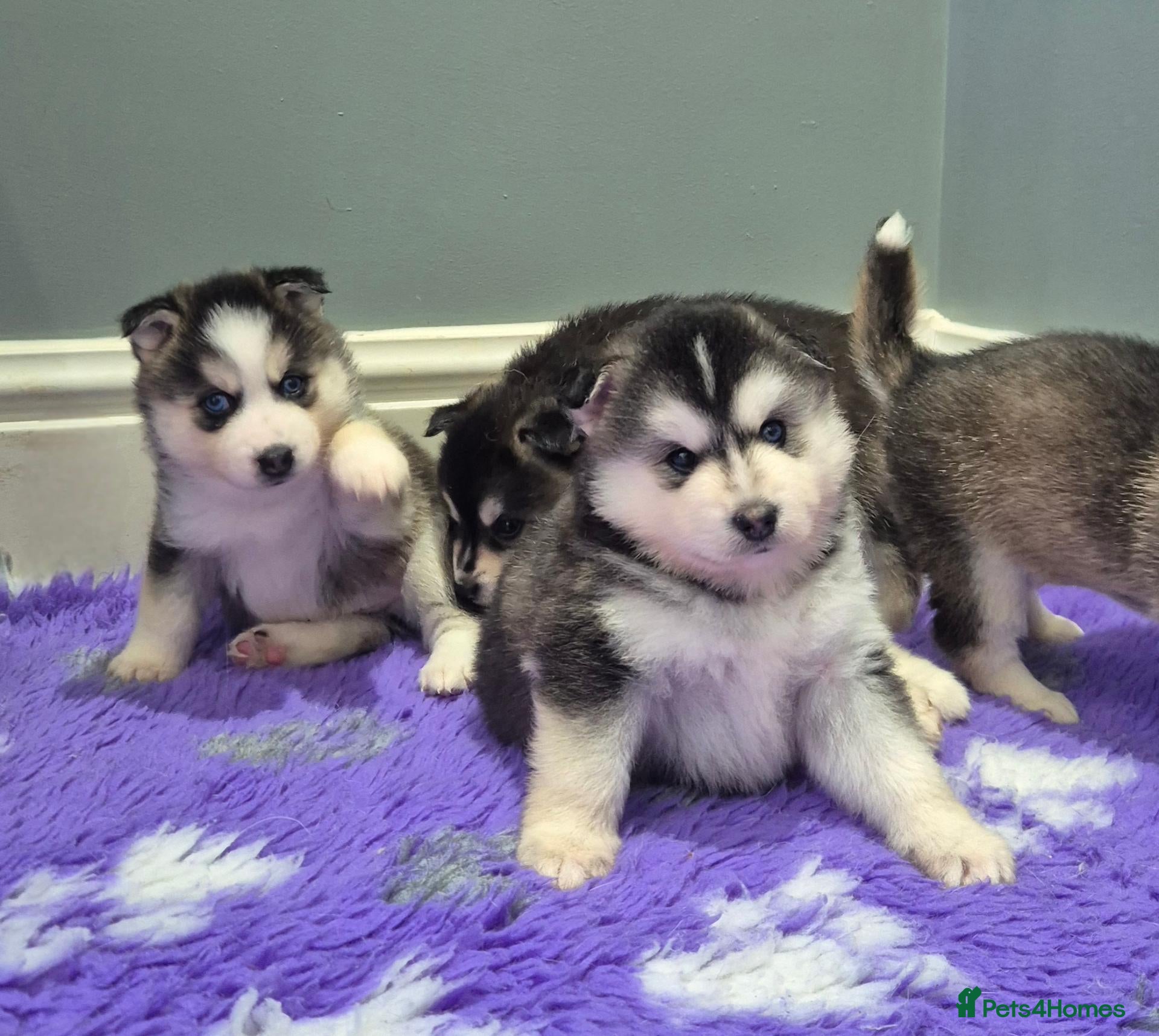 Pomsky dogs Pomsky puppies from Health tested parents - Advert 6
