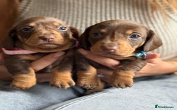 Miniature Dachshund dogs for sale: Kennel club registered dachshund puppys PRA clear  - Image 20