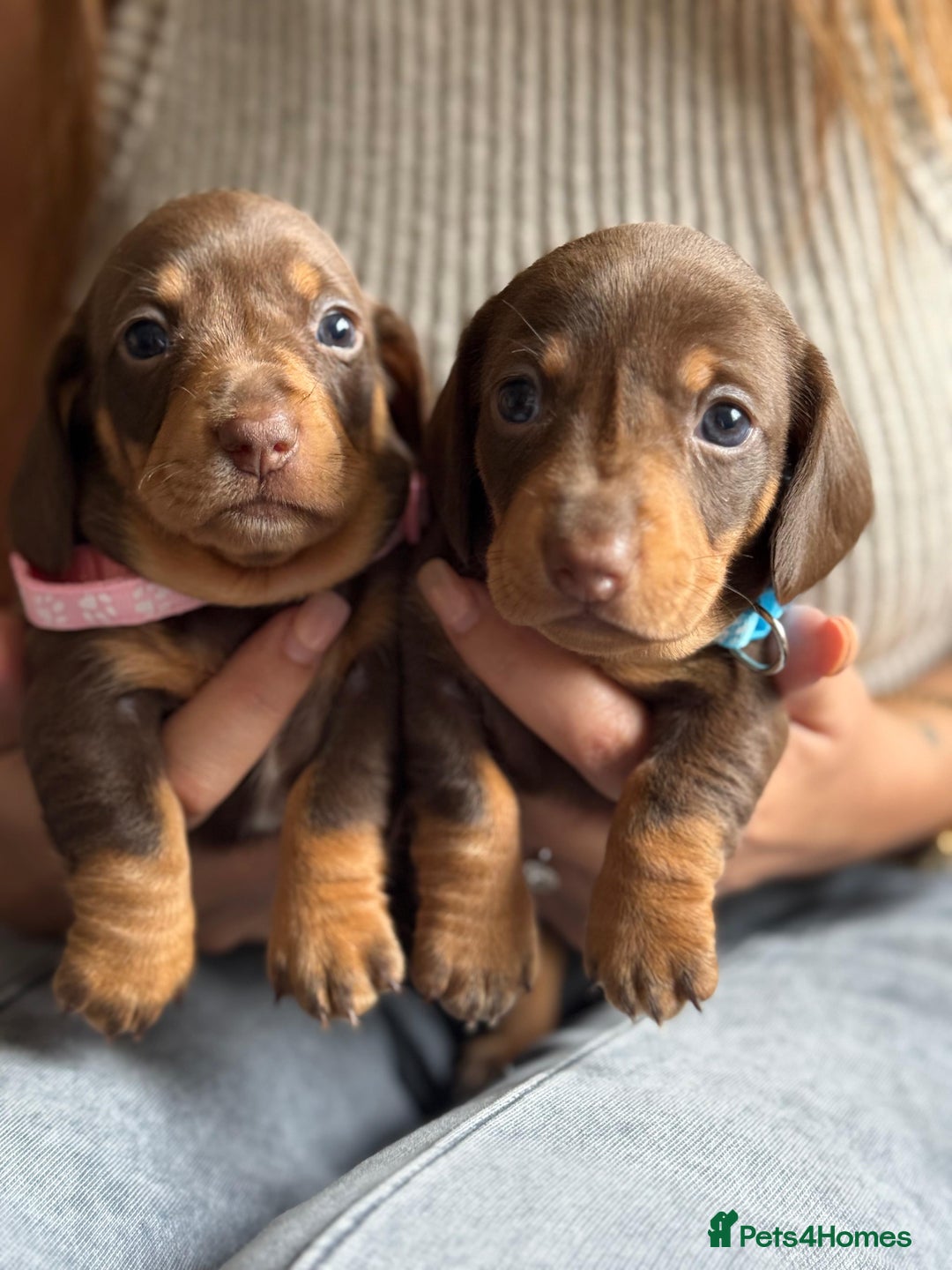 Miniature Dachshund dogs for sale: Kennel club registered dachshund puppys PRA clear  - Image 20