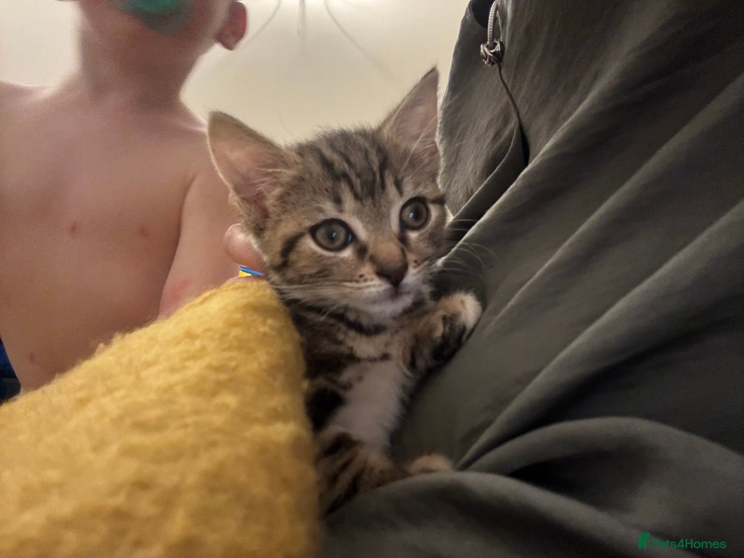 Mixed Breed cats for sale: 2 female kittens 3 months and 6 months - Image 1