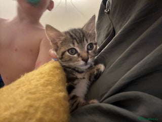 Mixed Breed cats - Advert 17