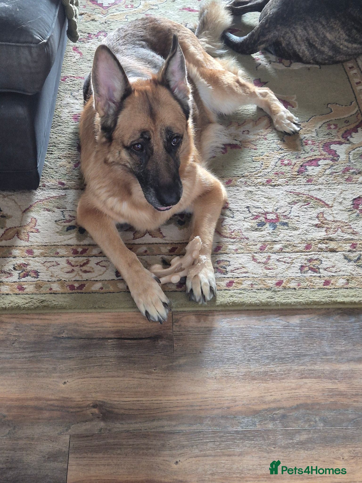 German Shepherd dogs GSD pups for sale - Advert 1