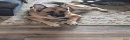 German Shepherd dogs for sale: GSD pups for sale - Advert 1