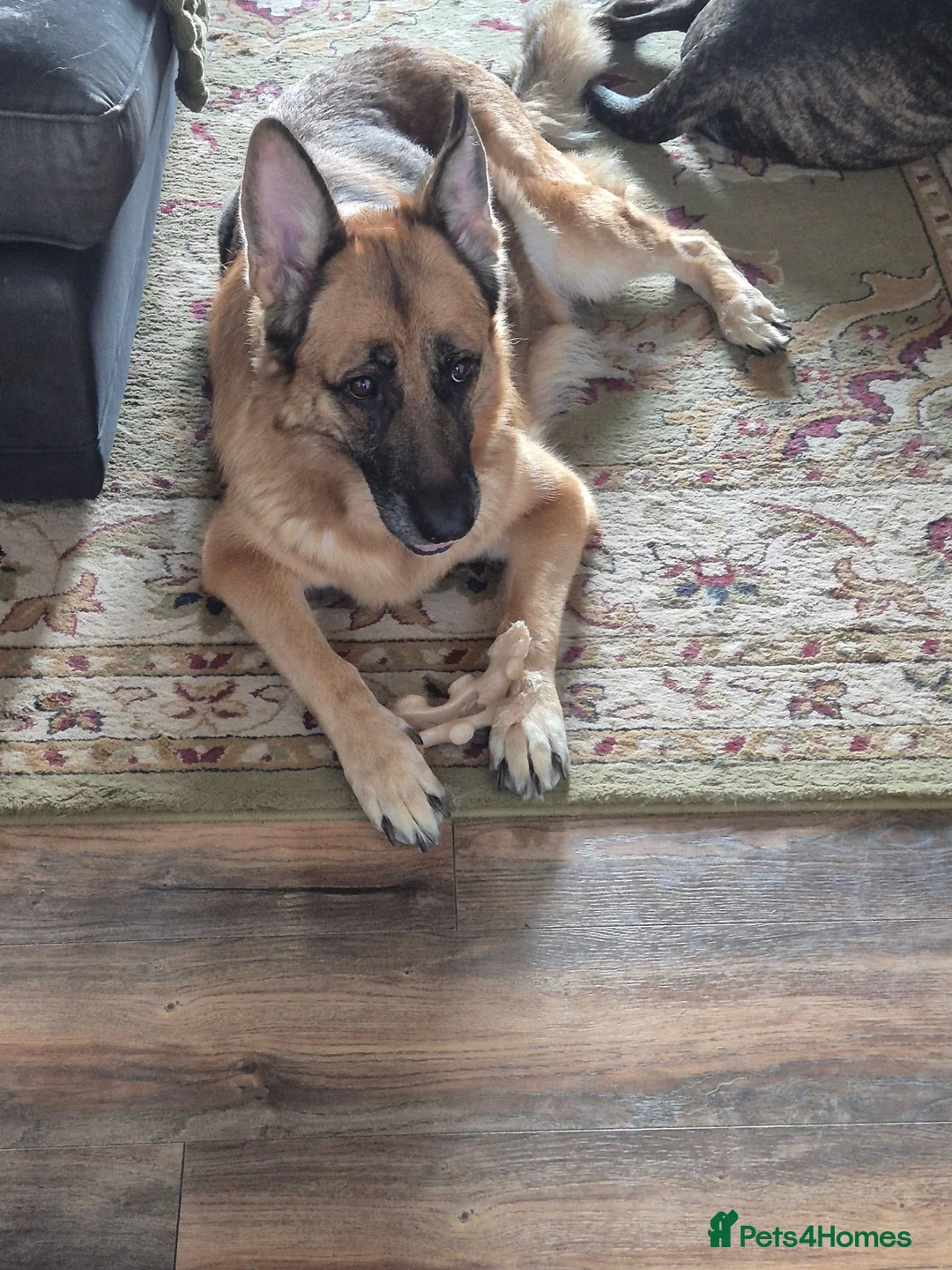 German Shepherd dogs for sale: GSD pups for sale - Advert 1