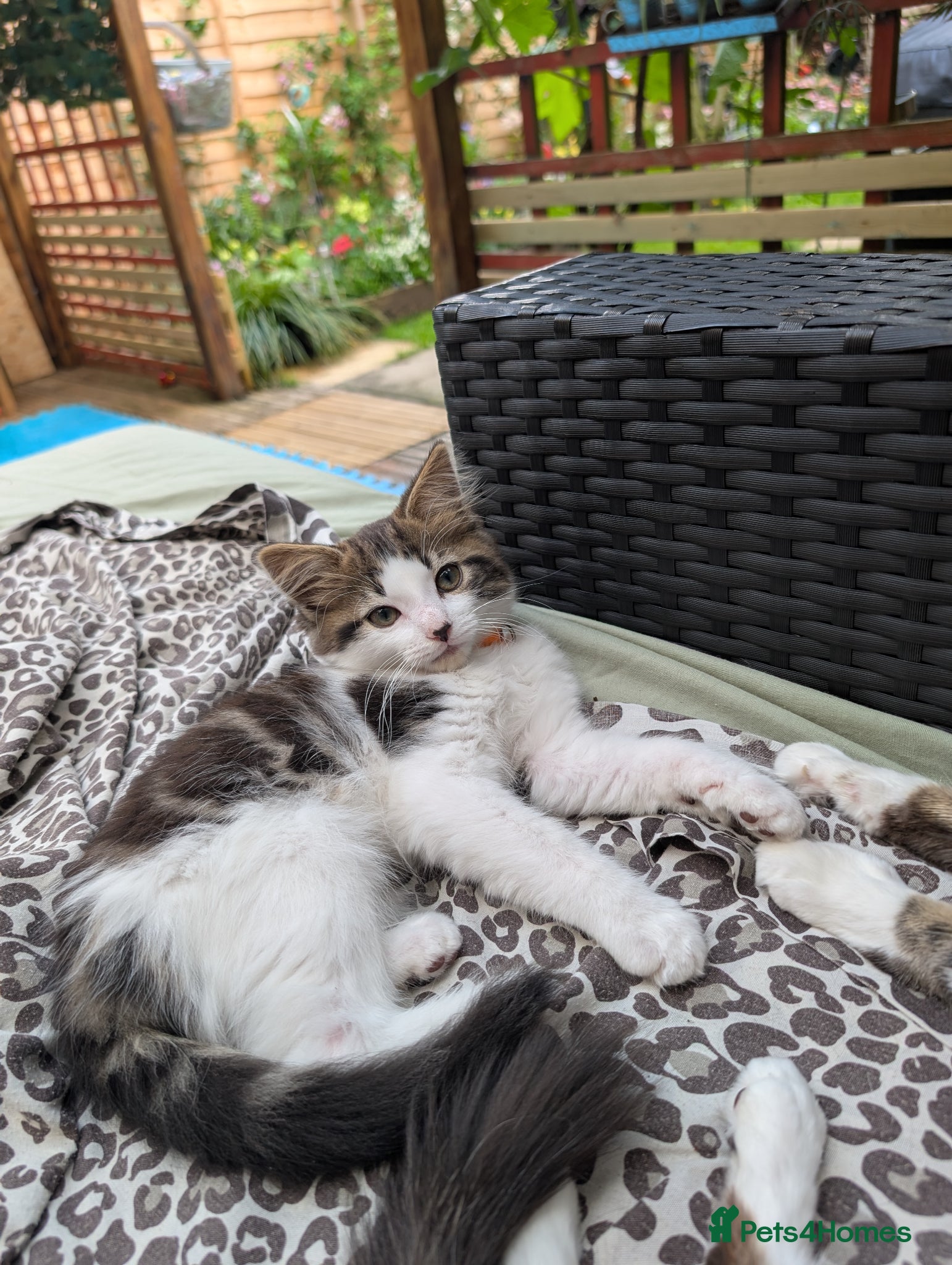 Siberian cats Siberian crossed kittens/ just Boy 1 left  - Advert 4