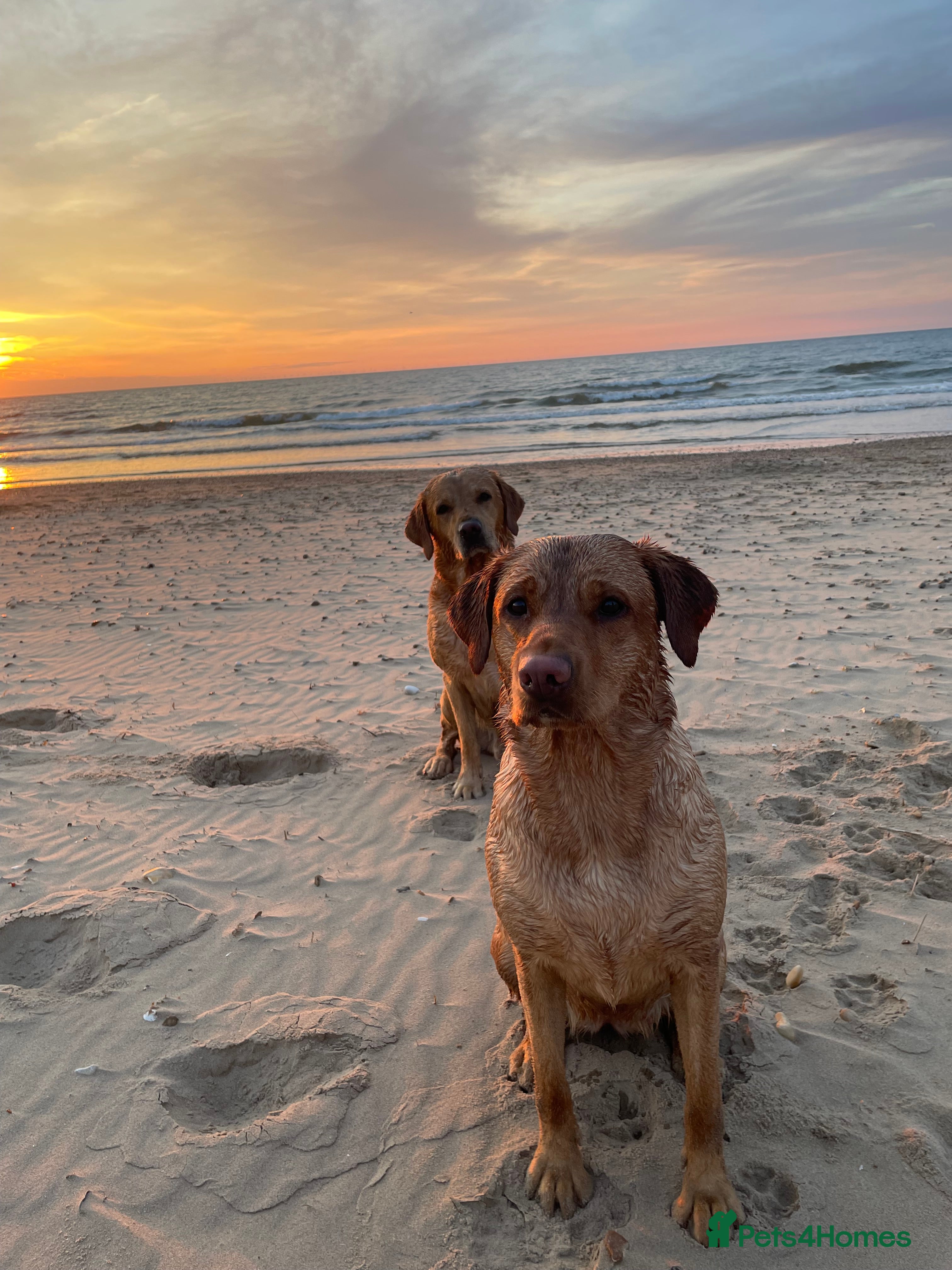 Labrador Retriever dogs Red and dark yellow KC labrador puppies  - Advert 14