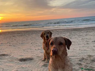 Labrador Retriever dogs Red and dark yellow KC labrador puppies - Advert 14