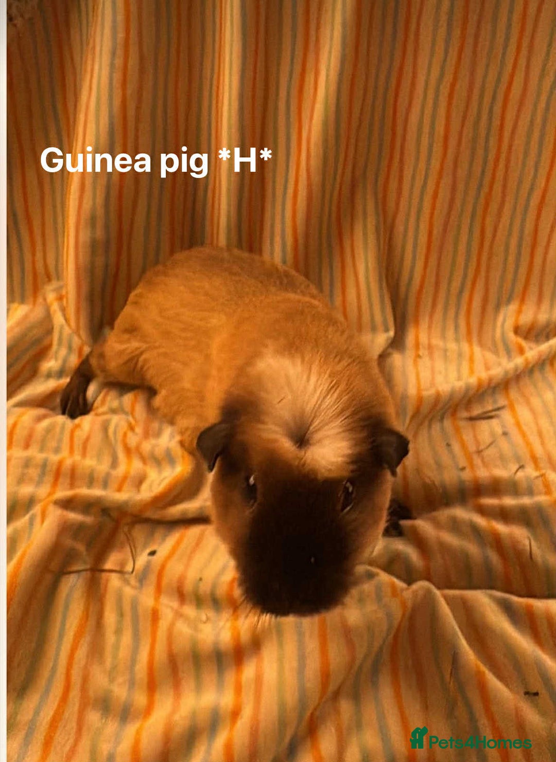 Guinea Pig rodents for sale: Mixed age female Guinea pigs for sale - Advert 7