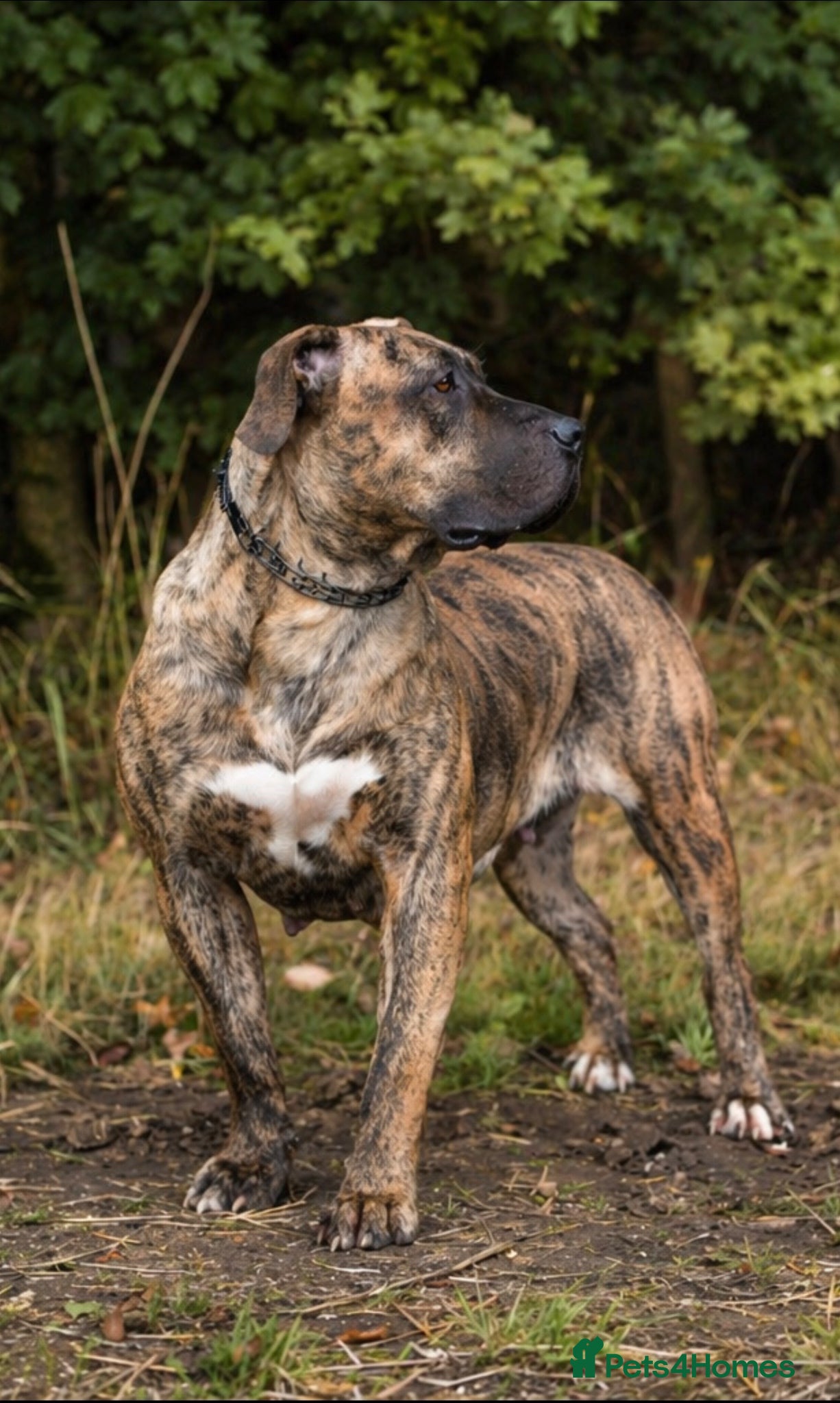 Presa Canario dogs Presa Canario puppies champion bloodlines - Advert 2