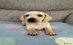 Miniature Dachshund dogs for sale: 🥰 Cream Dapple smooth haried Dachshunds 🥰 - Image 7