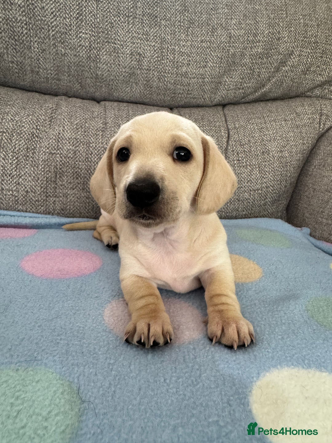 Miniature Dachshund dogs for sale: 🥰 Cream Dapple smooth haried Dachshunds 🥰 - Image 7