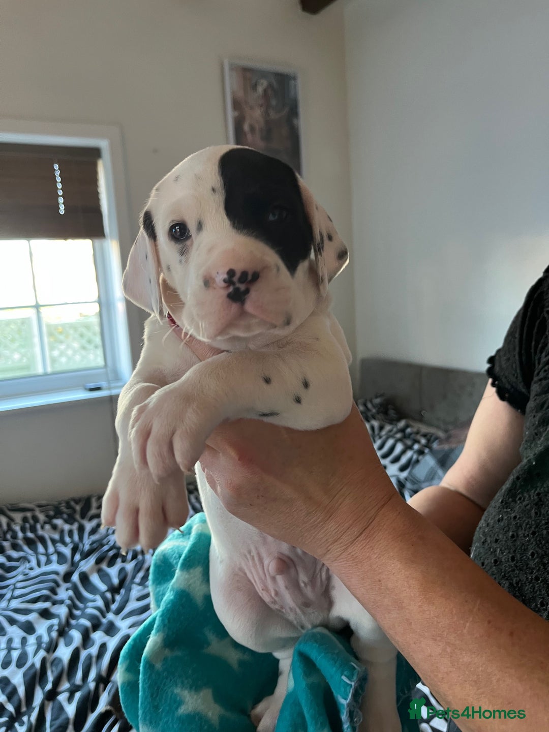 Dalmatian dogs for sale: Dalmation Puppies For Sale - Advert 9