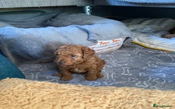 Mixed Breed dogs for sale: COCKAPOO Male and Female fox red  puppies - Image 6