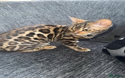 Bengal cats for sale: Stunning bengal kittens  - Image 17