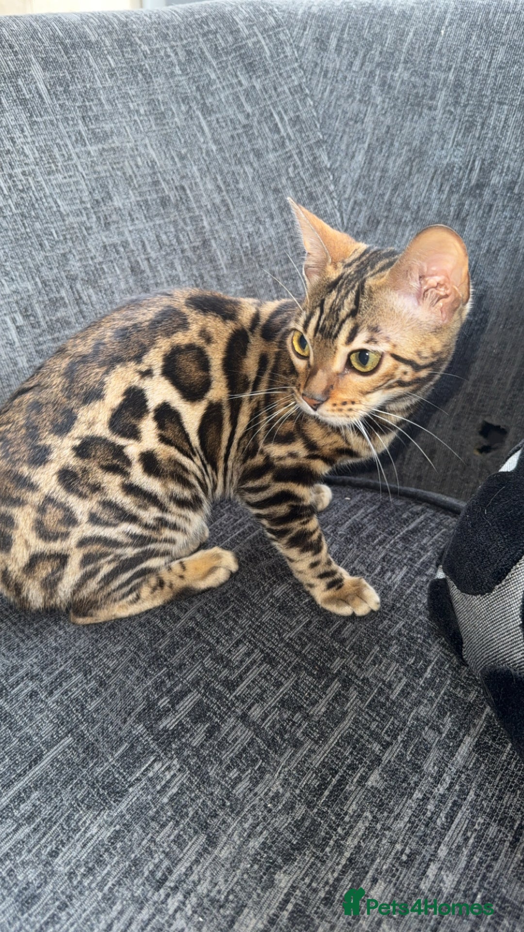 Bengal cats for sale: Stunning bengal kittens  - Image 17