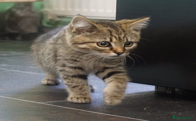 Mixed Breed cats - Advert 6