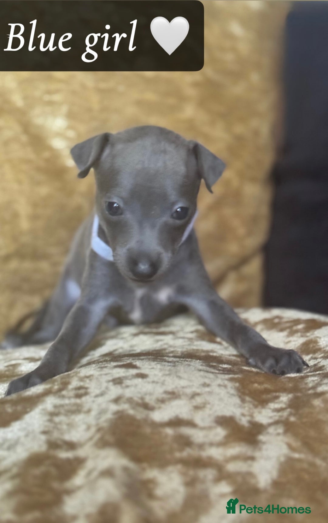 Italian Greyhound dogs for sale: Pedigree KC Reg Italian Greyhounds Champion lines in Durham - Image 28