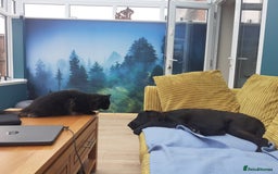 Flat coated Retriever dogs for sale: Beautiful flat coated retriever  - Image 4