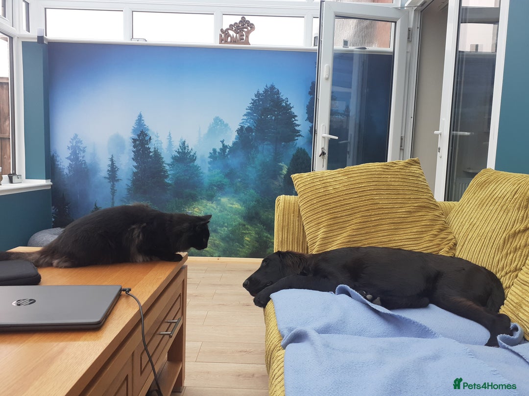 Flat coated Retriever dogs for sale: Beautiful flat coated retriever  - Image 4