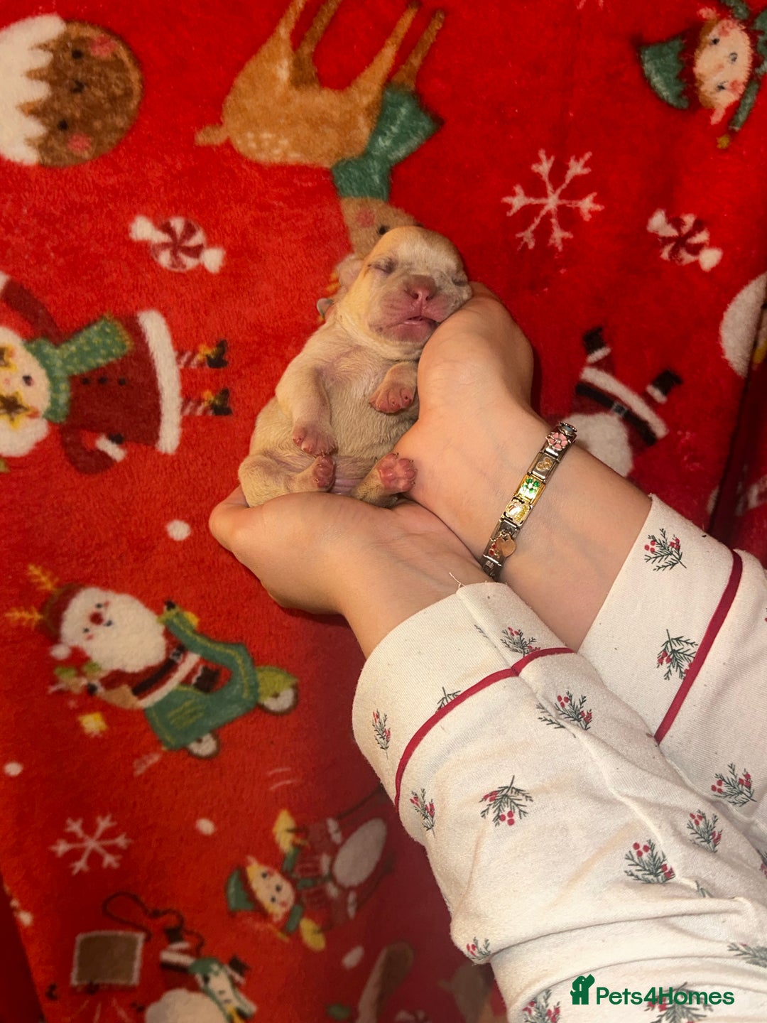 French Bulldog dogs for sale: DWKC French bulldog puppies - Advert 8