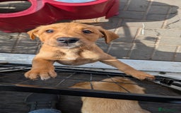 Labrador Retriever dogs for sale: Red Male Labrador Puppy - Image 4