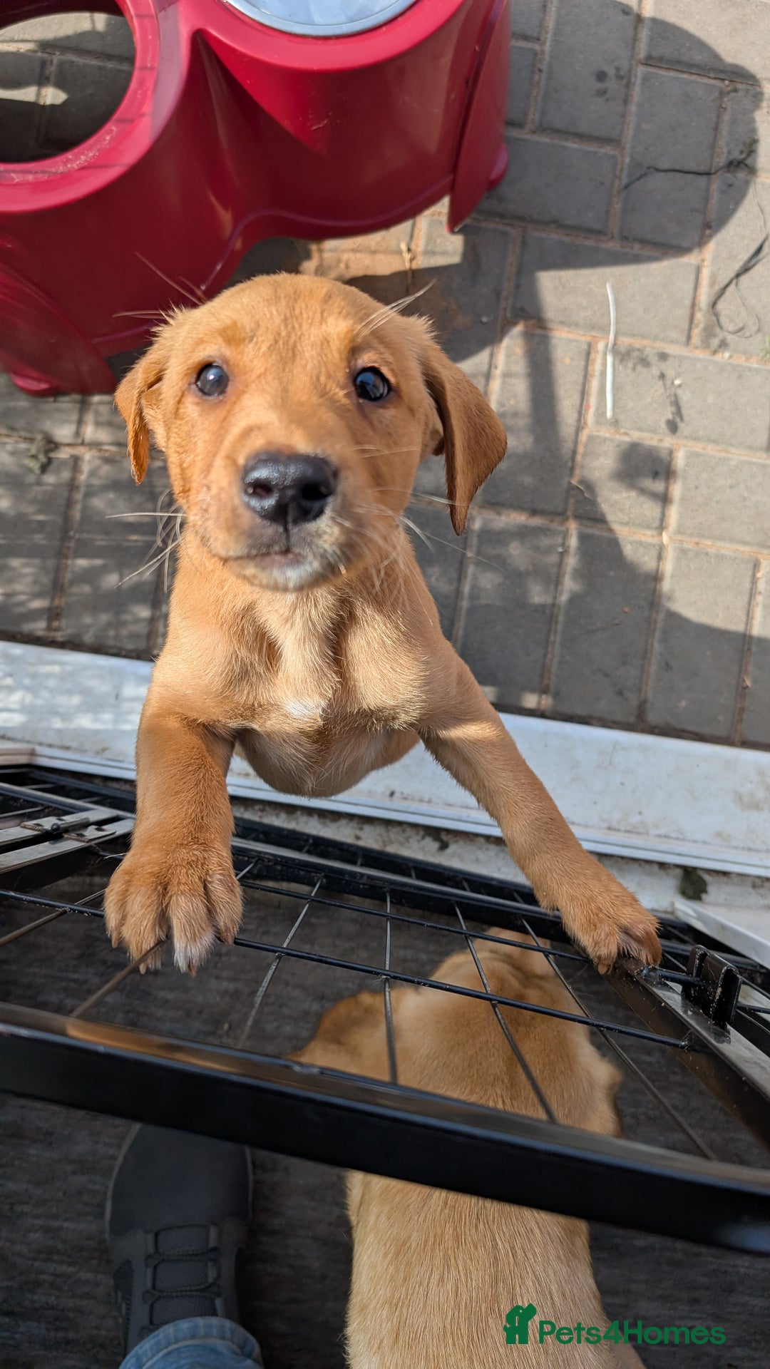 Labrador Retriever dogs for sale: Red Male Labrador Puppy - Image 4