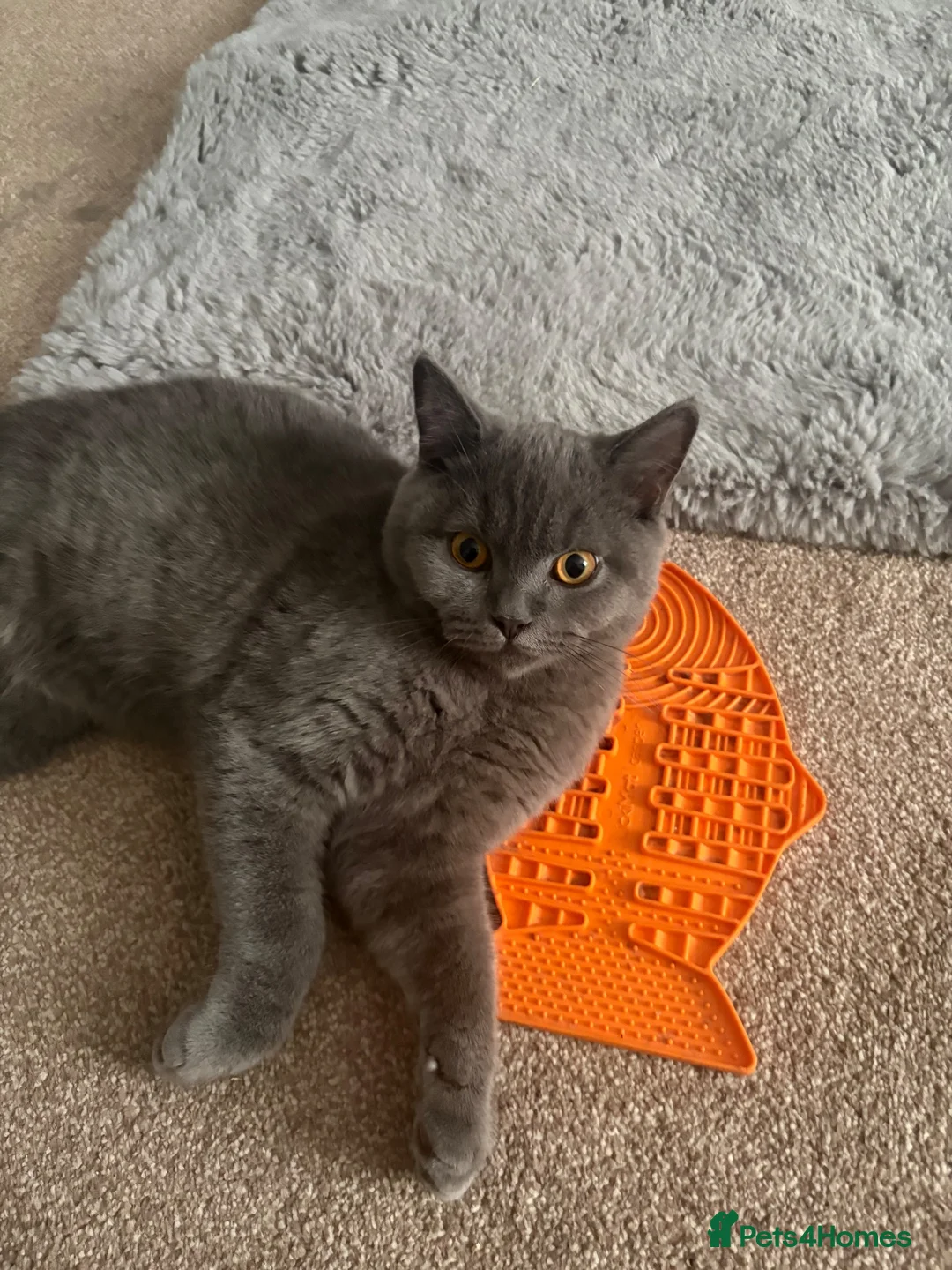 British Shorthair cats for sale: Miss Wendy in Wednesbury - Advert 1