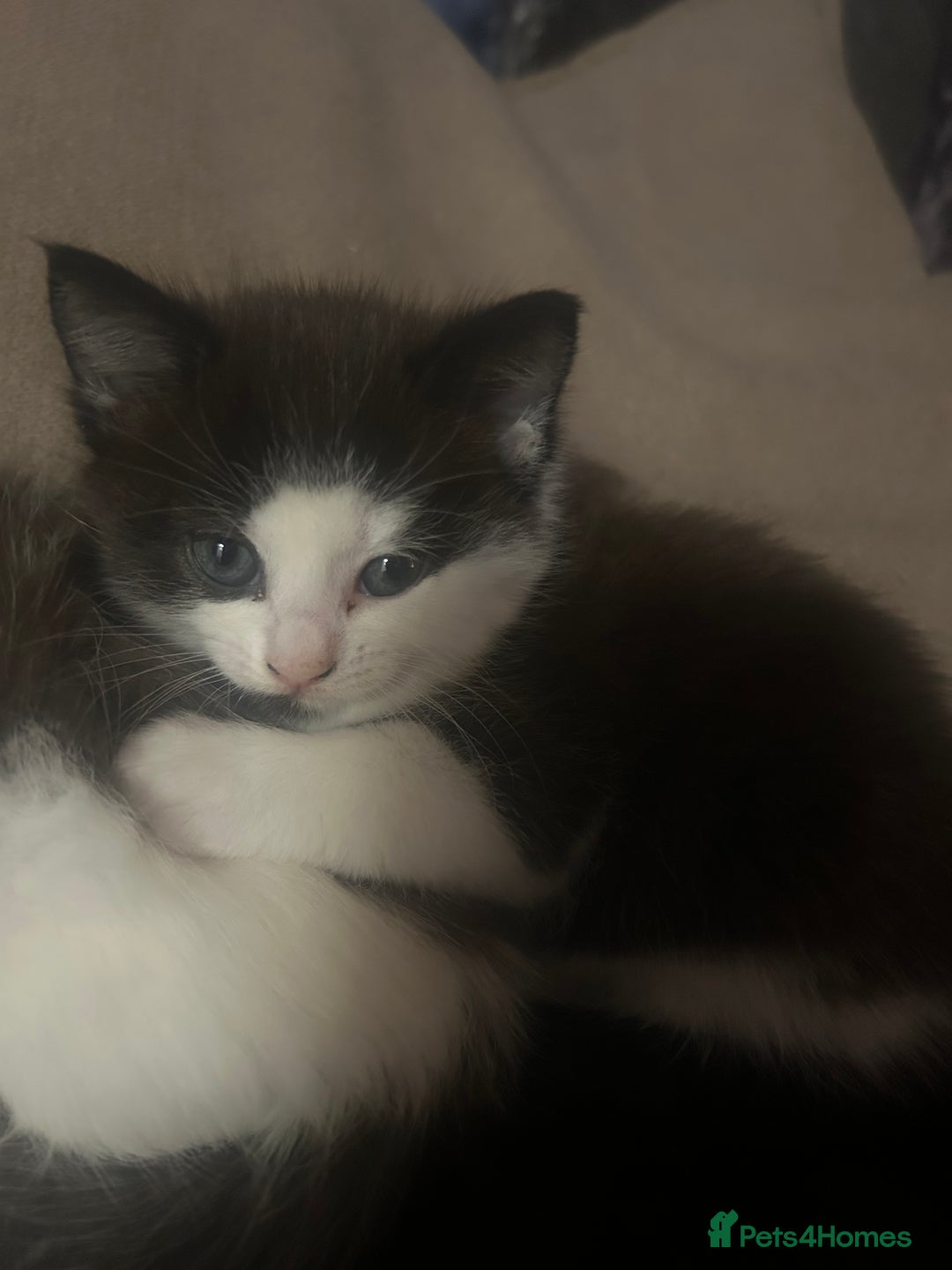 Turkish Van cats for sale: Half Turkish van kittens  - Advert 6