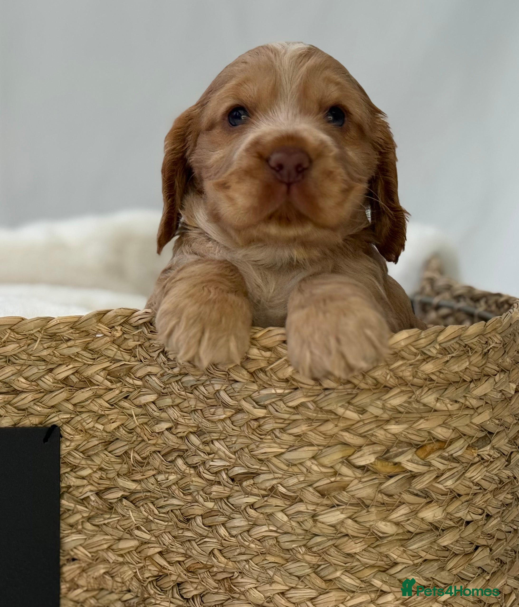 Cocker Spaniel dogs SHOW COCKER SPANIEL PUPPIES - FULLY HEALTH TESTED  - Advert 5