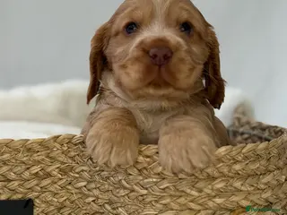 Cocker Spaniel dogs SHOW COCKER SPANIEL PUPPIES - FULLY HEALTH TESTED - Advert 5