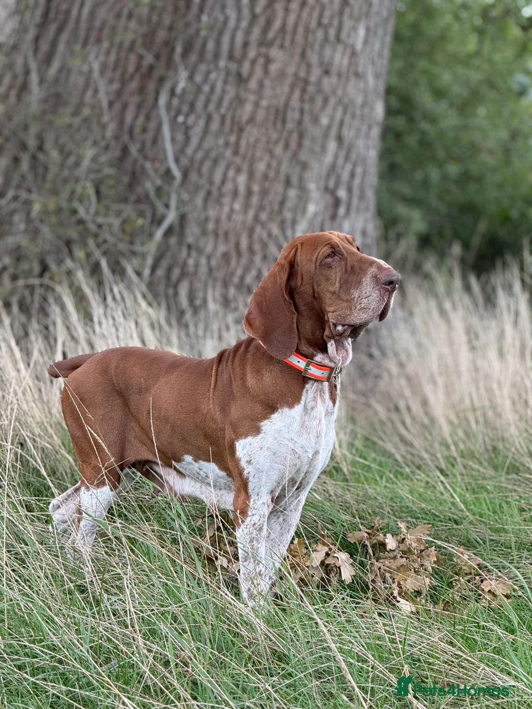 Bracco Italiano dogs for sale: One female puppy available for reservation  - Advert 8