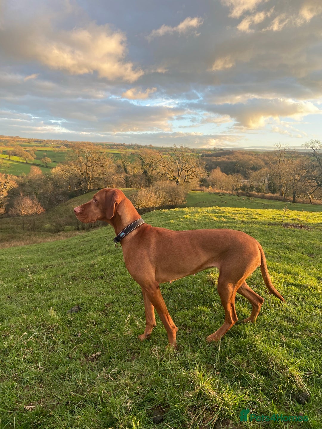 Hungarian Vizsla dogs for sale: Hungarian Vizsla puppies - KC registered  - Advert 5