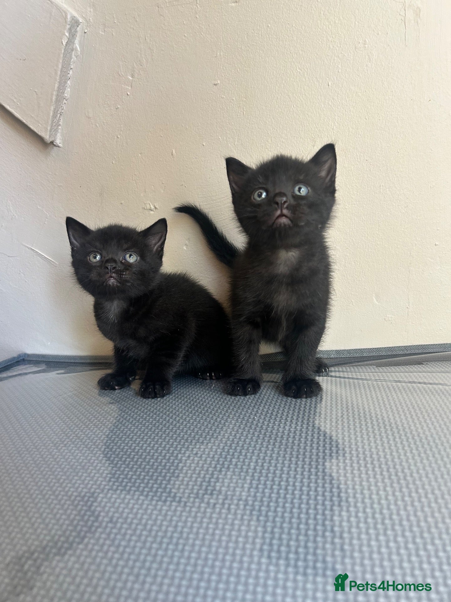 Ragdoll cats RAGDOLL X BSH KITTENS READY TO LEAVE 💓 - Advert 5