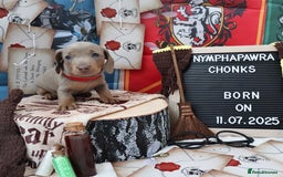 Miniature Dachshund dogs for sale: KC Reg short haired miniature dachshunds - Image 15