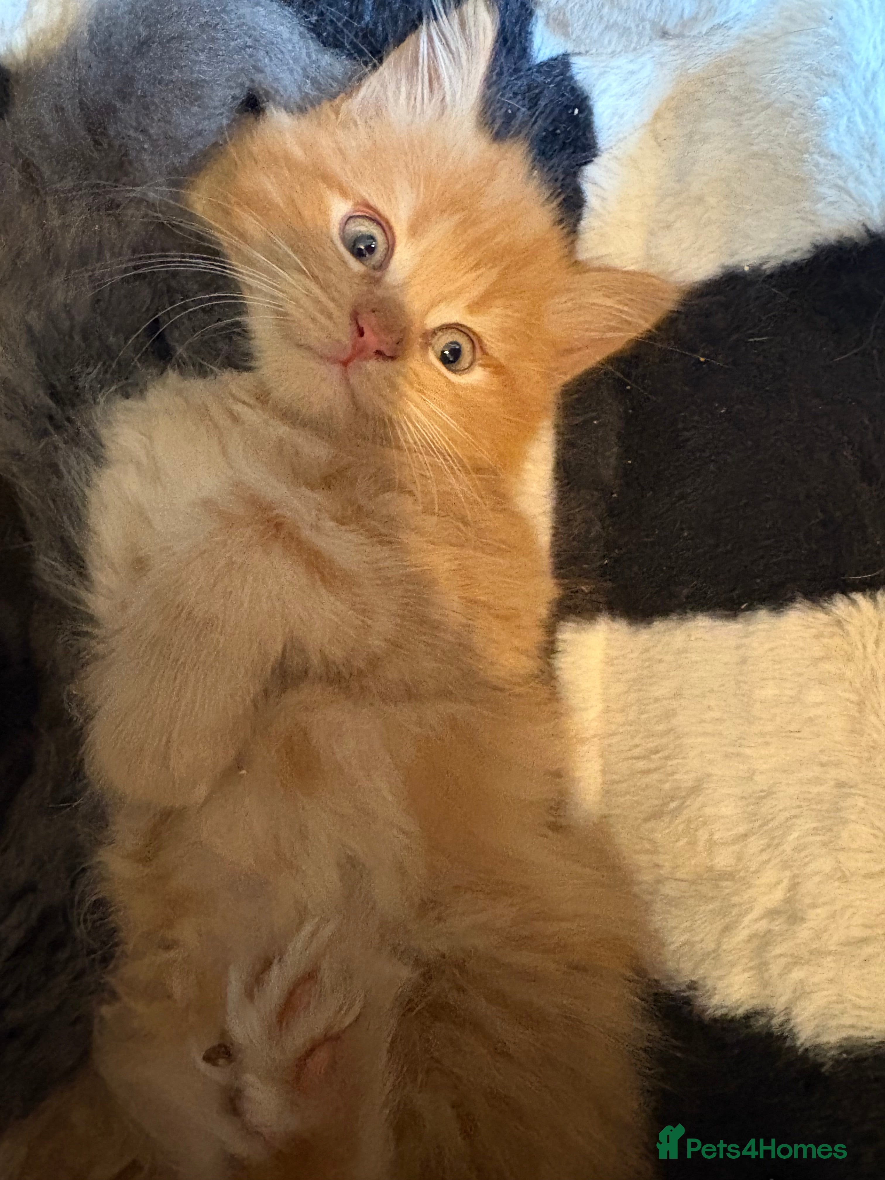 Maine Coon cats Maincoon kittens 3 male 2 females ready to fo - Advert 2