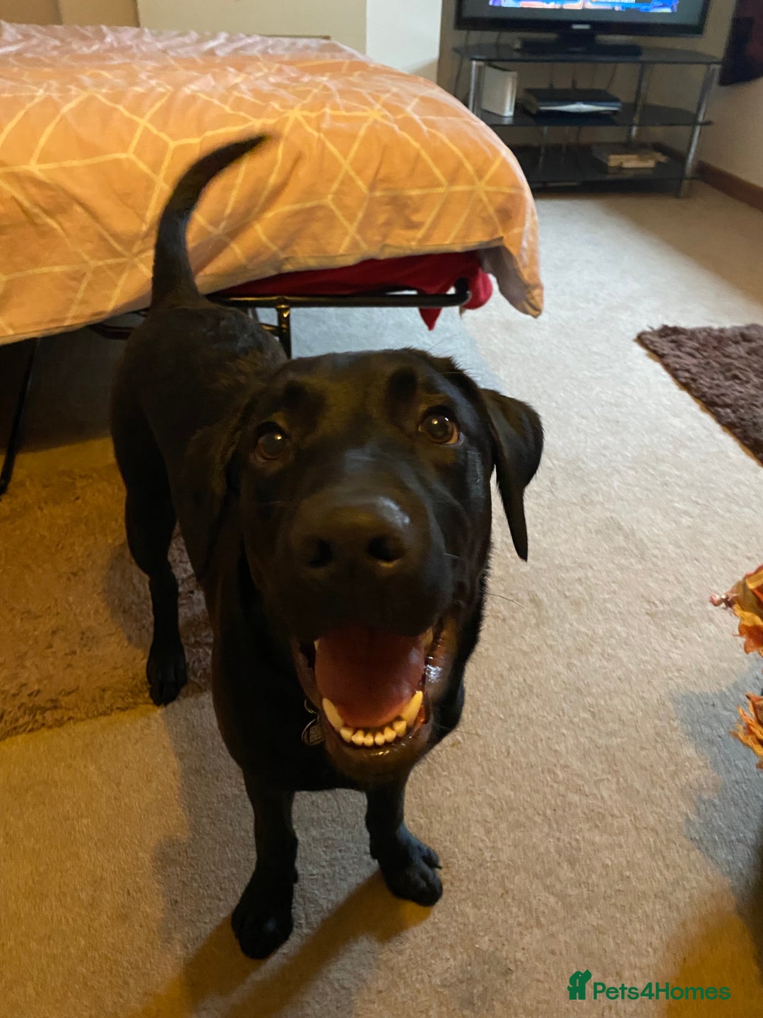 Labrador Retriever dogs for sale: Winston  - Advert 1