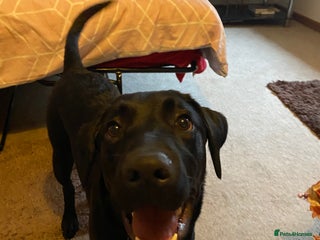 Labrador Retriever dogs Winston - Advert 1