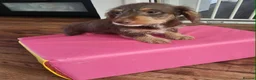 Dachshund dogs for sale: Dachschund puppies - Advert 4