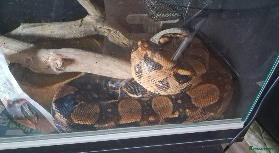 Python Snake reptiles for sale: Boa Constrictor and Royal Python for sale - Image 3